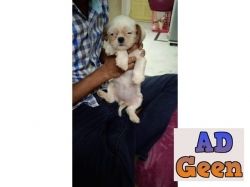 used ShihTzhu ToyBreed female puppy for sale for sale 